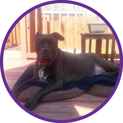 Dog on Patio