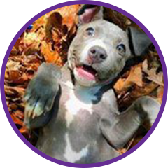 Playful Puppy